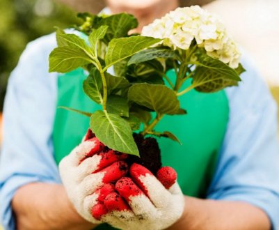 Особенности посадки гортензии осенью