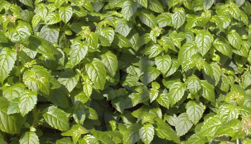 Гортензія Вінтер Сюрпрайз