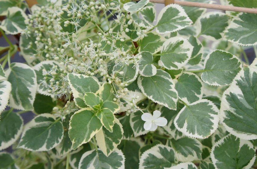 Гортензія Сільвер Лінінг