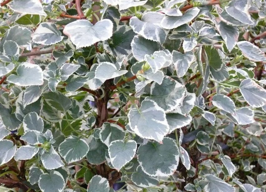 Гортензія Тейк е Шанс