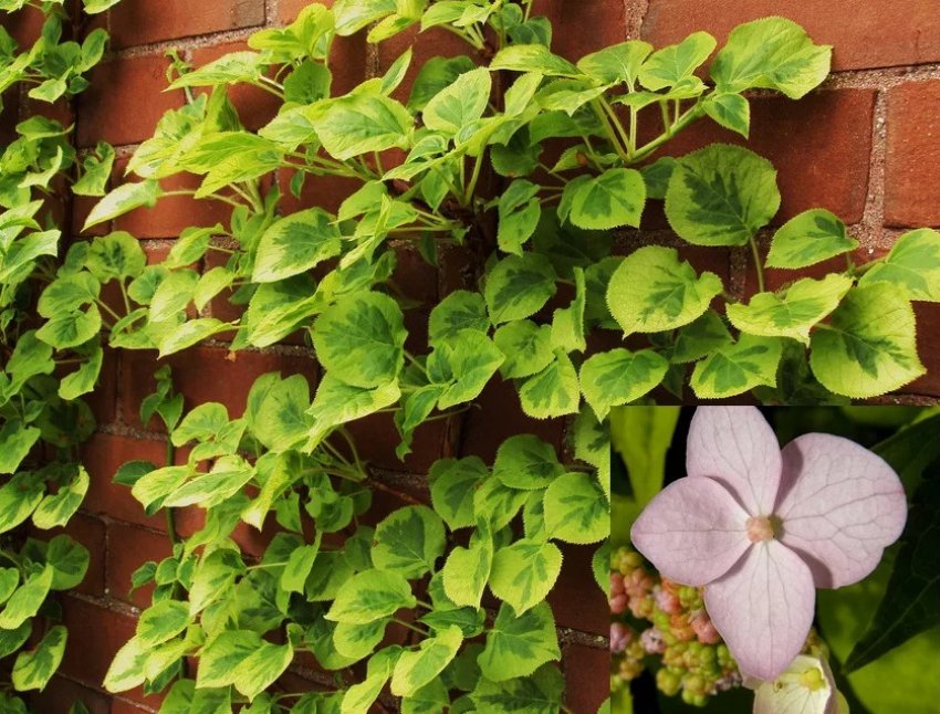 Гортензія Міранда