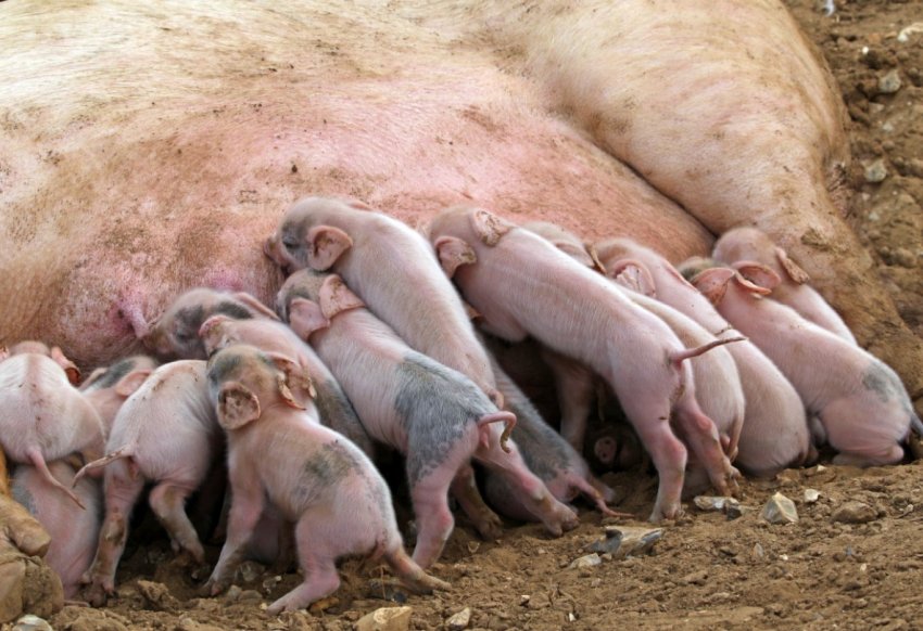 У Китаї повільно, але впевнено зростає поголів[1]ясо йде в їжу, щетина — на малярські кисті, екстракт підшлункової залози використовують в фармакології.