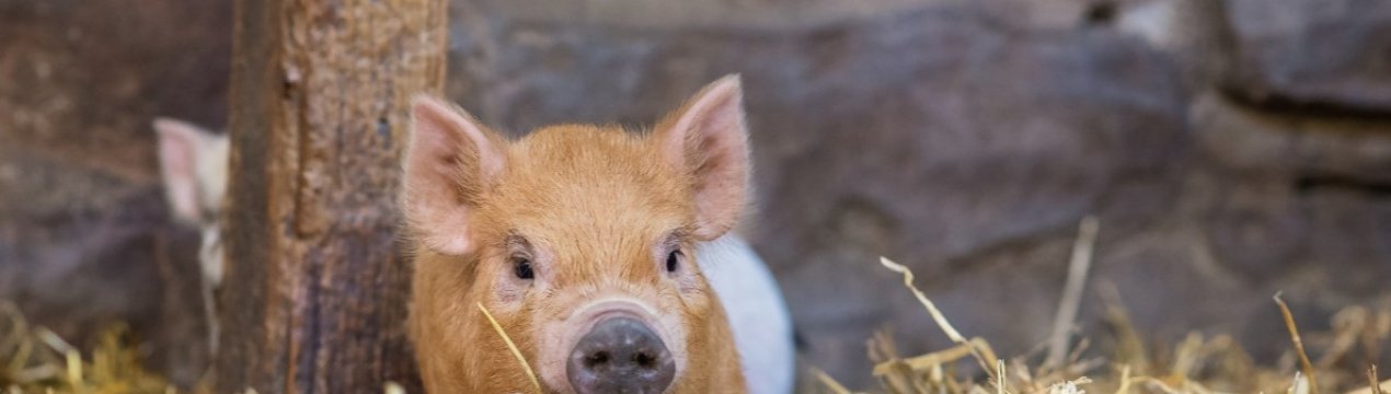 У Китаї повільно, але впевнено зростає кількість свиней