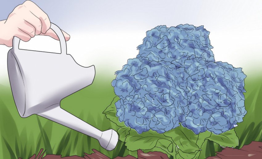 Полив гортензии Полив гортензии