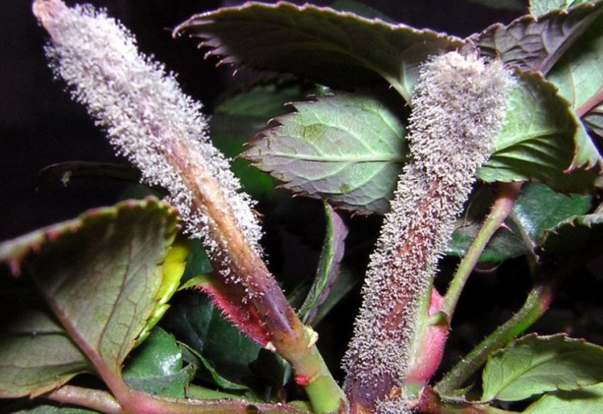 Сіра гниль гортензії