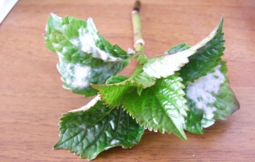 Біла гниль на гортензії