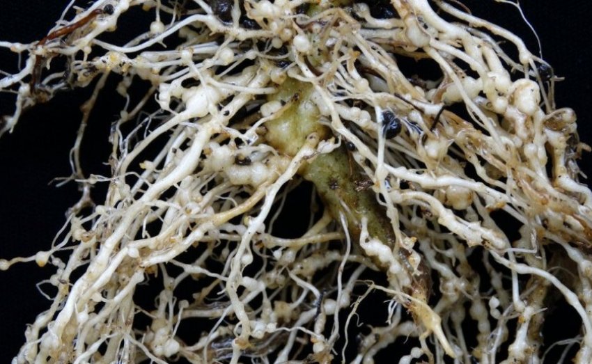 Гальові нематоди на гортензії