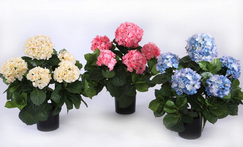 Гортензия в горшках Гортензия в горшках