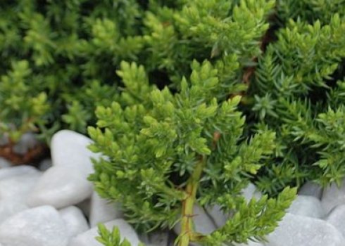 Можжевельник лежачий сорта Нана — описание, посадка и уход