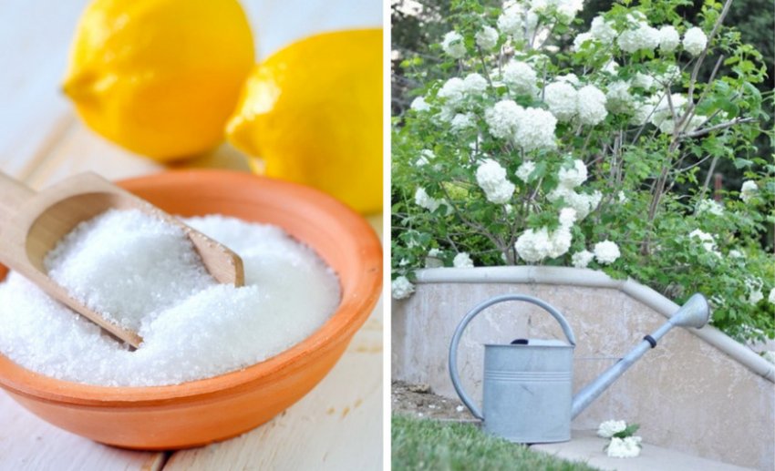 Подкисление почвы лимонной кислотой Подкисление почвы лимонной кислотой