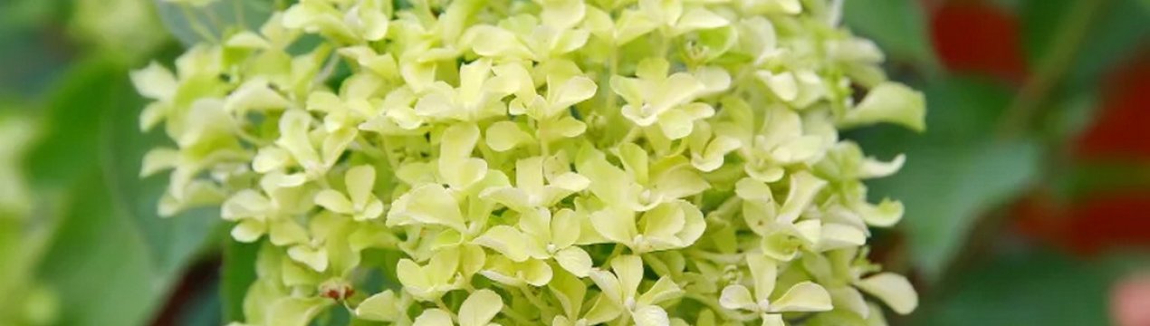 Опис та особливості метеличної гортензії "Жемчужина Фестиваля"