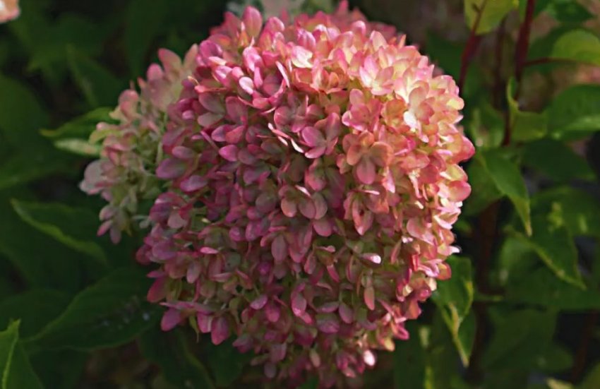 Соцвіття гортензії Соцвіття гортензії