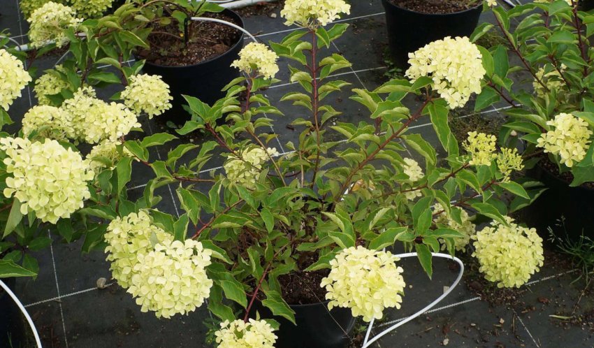 Гортензія зимова Жемчуг Фестивалю Гортензія зимова Жемчуг Фестивалю