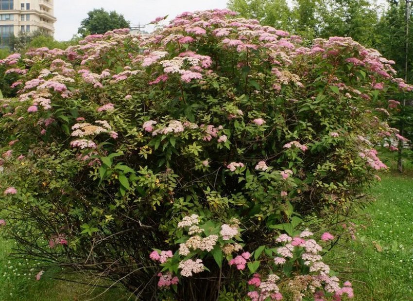 Кущ гортензії Жемчуг Фестивалю Кущ гортензії Жемчуг Фестивалю