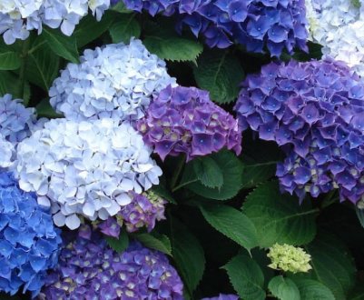 Як змінити колір гортензії?