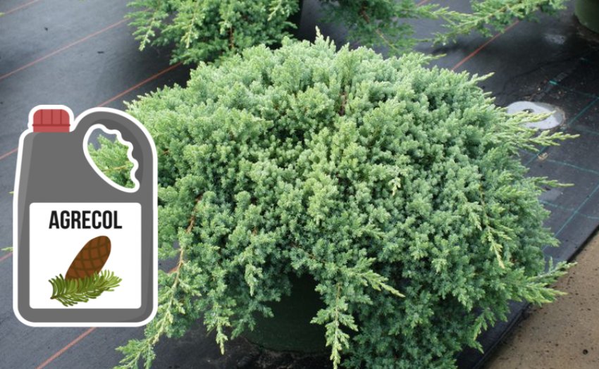 Подкормка можжевельника