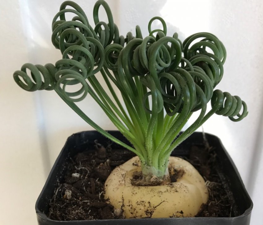 Загнивання бульб Загнивання бульб