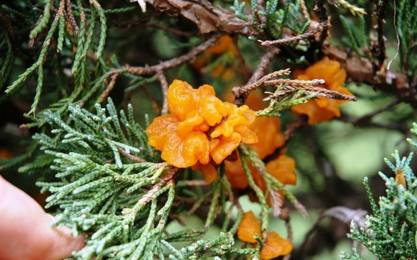 Ржавчина на можжевельнике