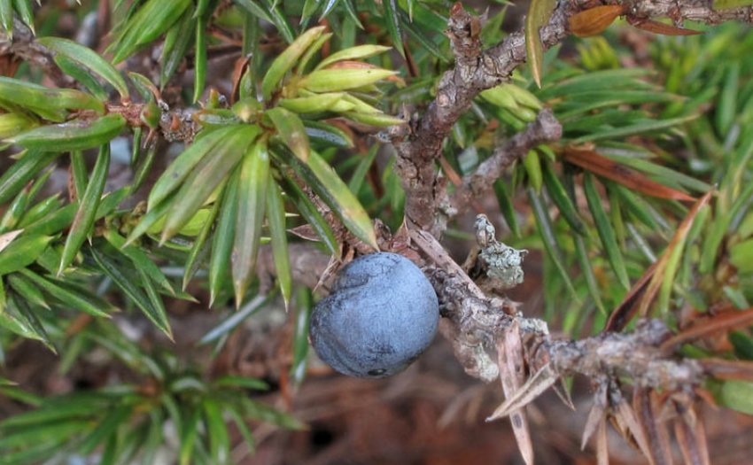 Биаторелловый рак можжевельника