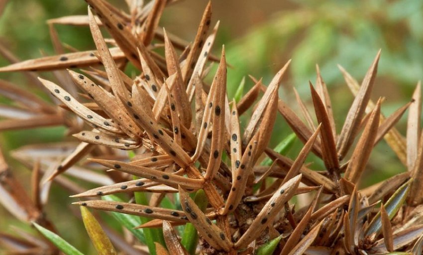 Шютте можжевельника