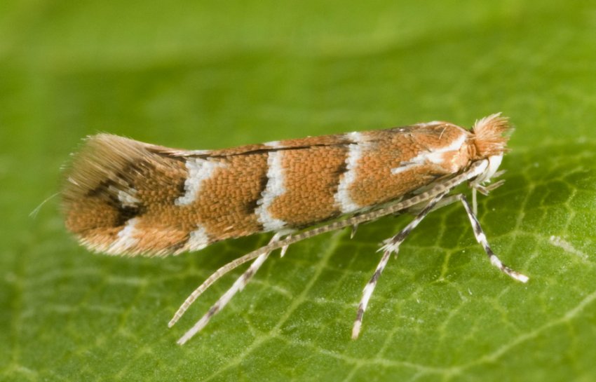 Минирующая моль