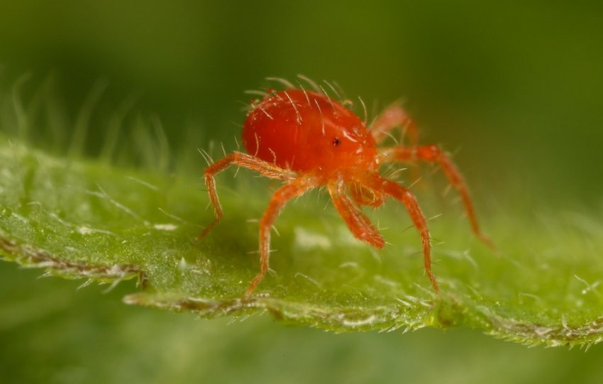 Паутинный клещ