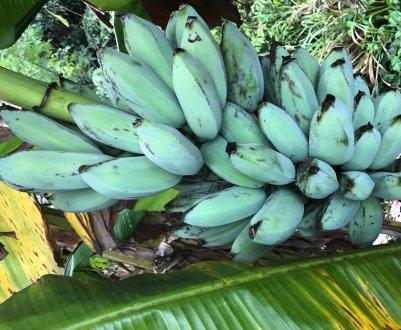 Сині банани зі смаком морозива вирощують в Аризоні