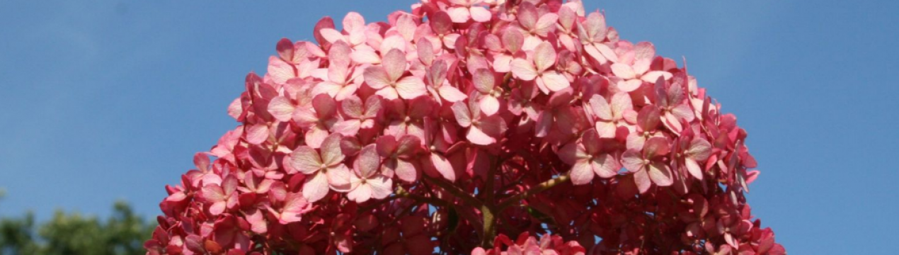 Сорт кущоподібної гортензії Меджикал Пінкербелл