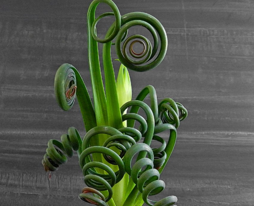 листя стають коричневими листя стають коричневими