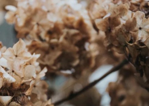 На цветах гортензии коричневые пятна — как с этим бороться