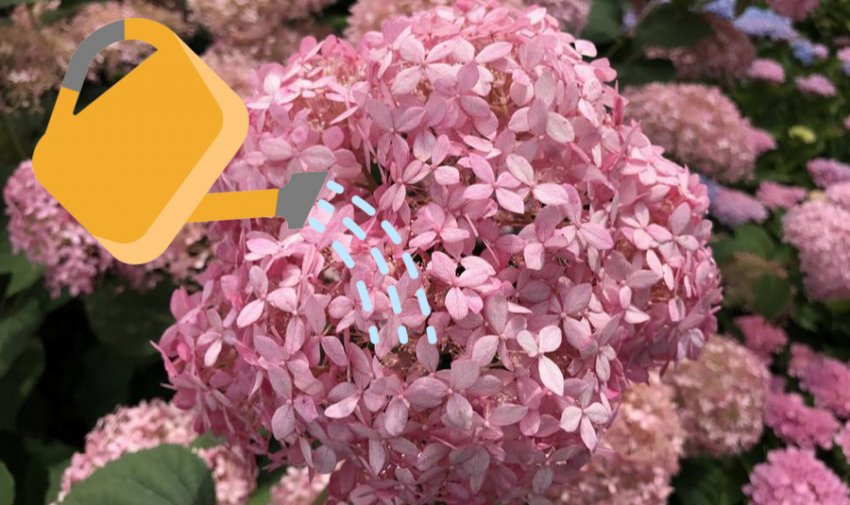 Полив гортензії