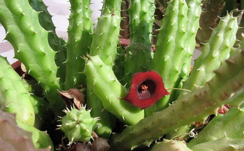 Гуернія шорстка Гуернія шорстка