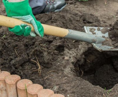 Як і коли потрібно пересаджувати гортензію на нове місце