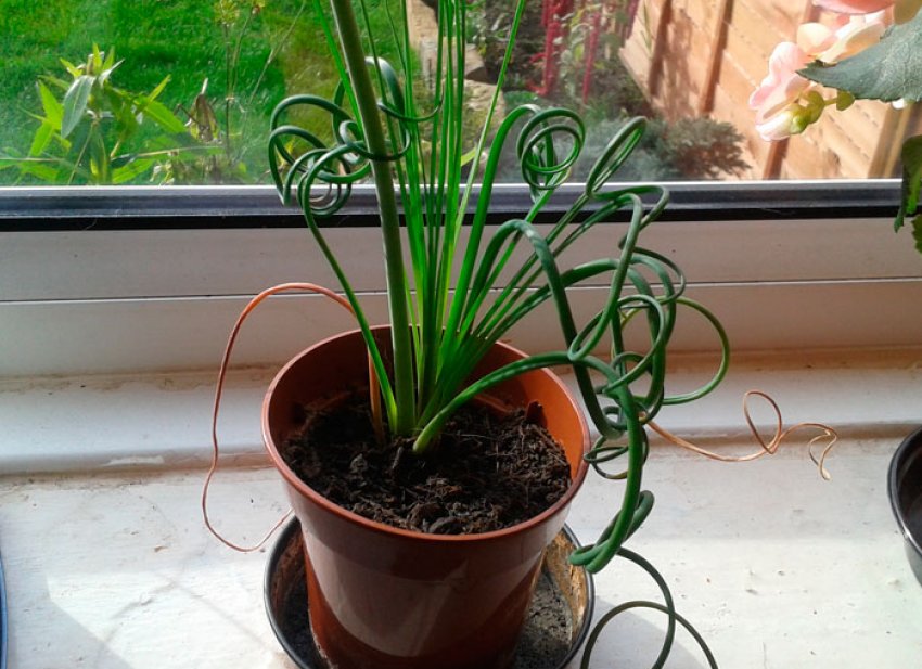 Опадає листя Опадає листя