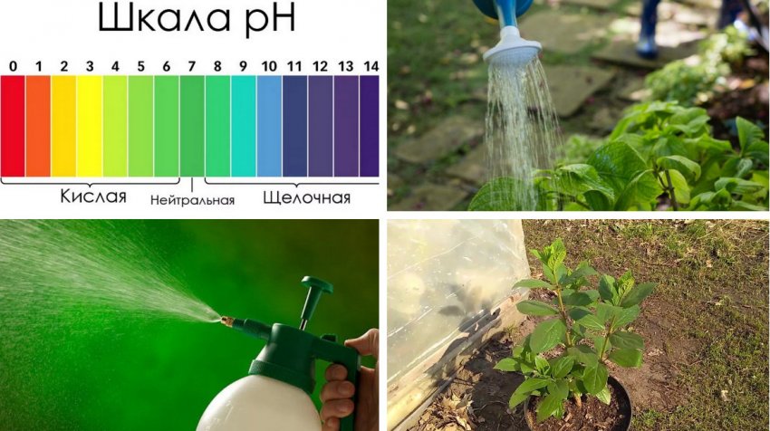 Профілактика захворювань гортензії