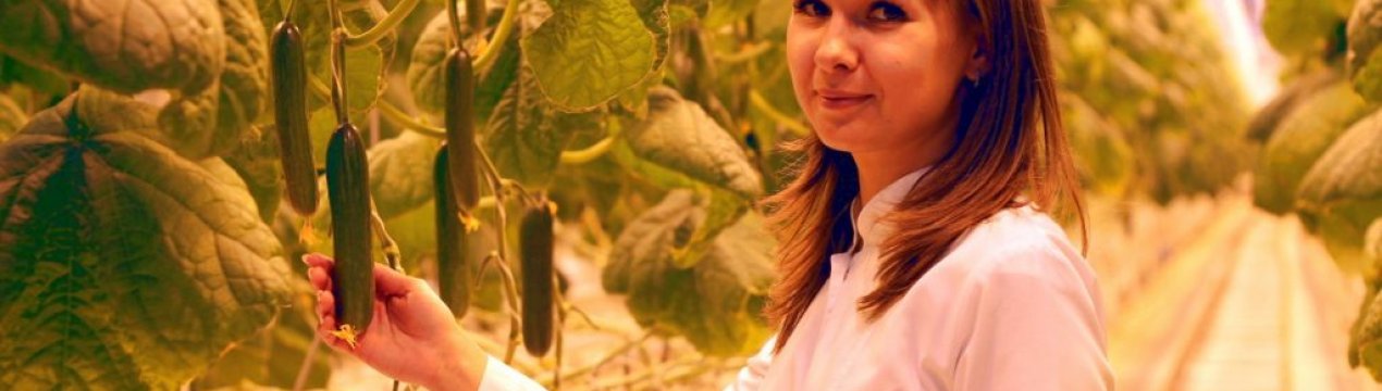 Оранжерейний комплекс "Цілорічний" з Ленінградської області виробляє 6 тисяч тонн продукції щороку