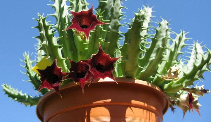 Температура для гуэрнии Температура для гуэрнии