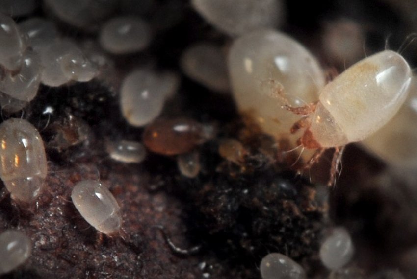 Кореневої кліщ Кореневої кліщ