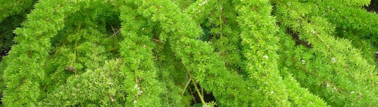 Аспарагус Мейера: догляд в домашніх умовах