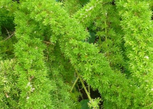 Аспарагус Мейера: догляд в домашніх умовах