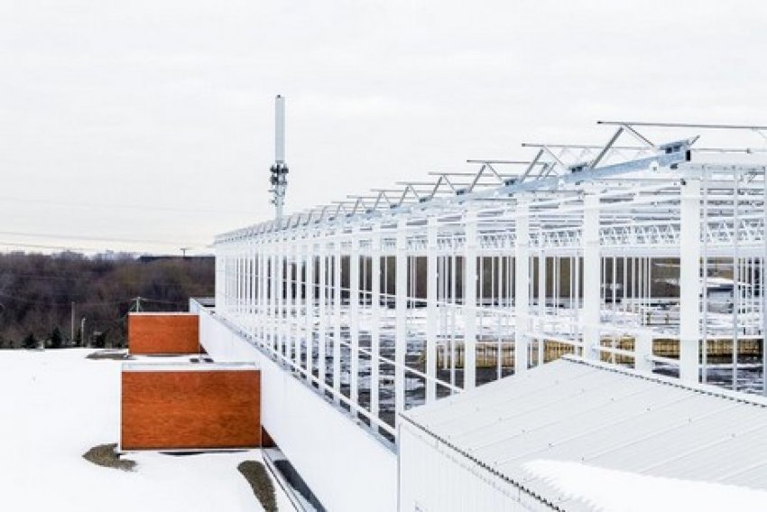 Монреаль стане домом найбільшої у світі теплиці на даху