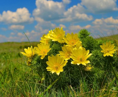 Адоніс весняний: опис, висадка та догляд у відкритому ґрунті