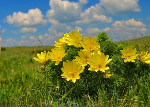 Адоніс весняний: опис, висадка та догляд у відкритому ґрунті