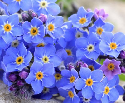 Види і сорти фіалки