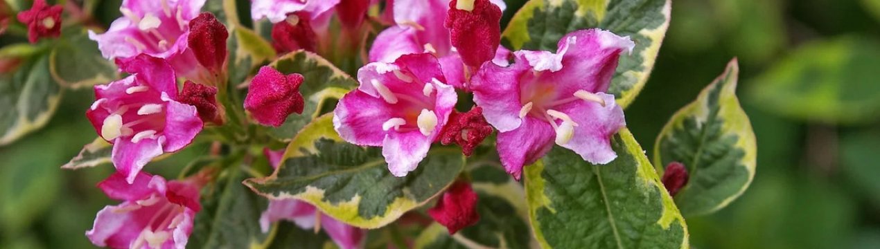 Weigela пестролистна: застосування, посадка і догляд