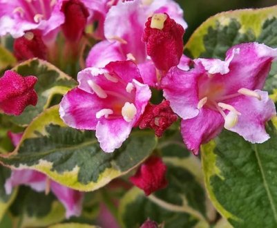 Weigela пестролистна: застосування, посадка і догляд