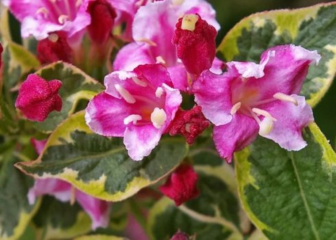 Weigela пестролистна: застосування, посадка і догляд