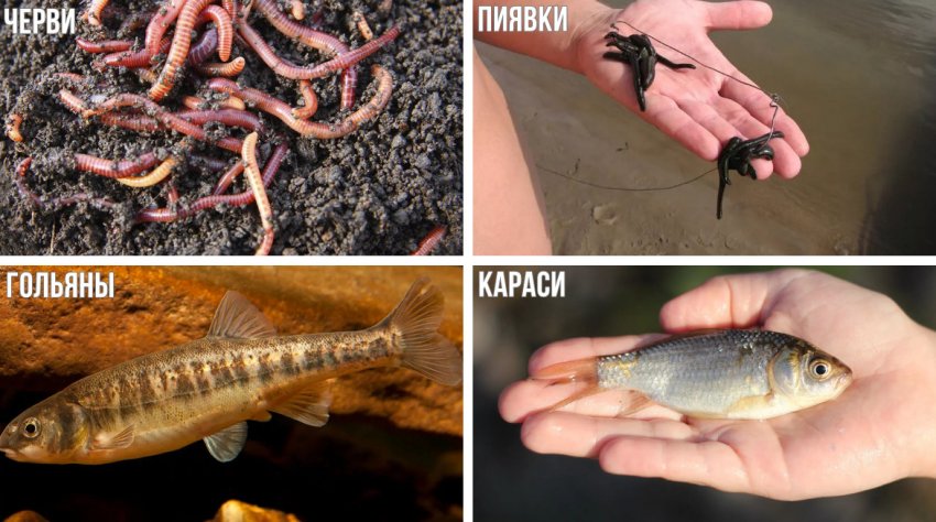 Живці для риболовлі