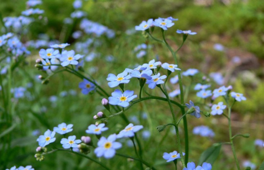 Болотна забудова Болотна забудова