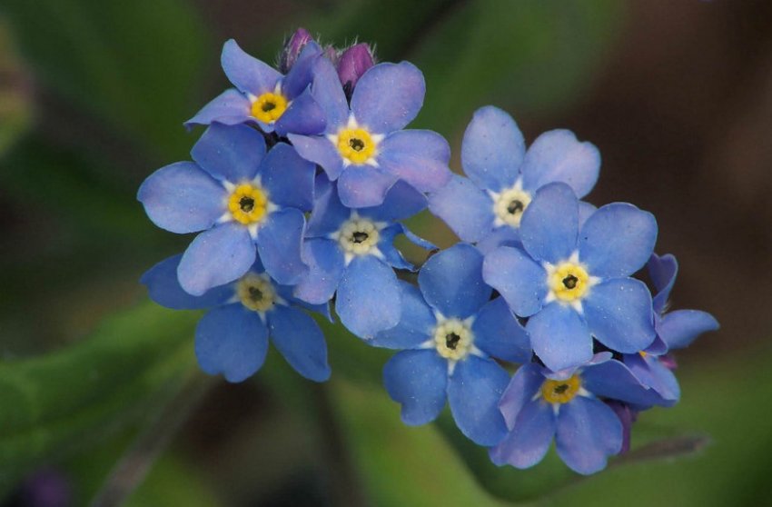 Лісна Лісна